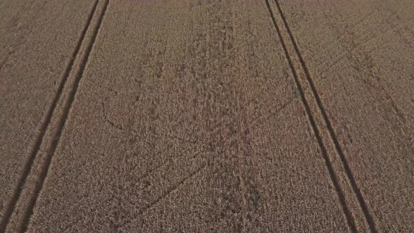 A birds-eye view flyover of a wheat field with tractor tracks, alt