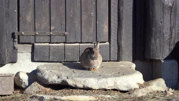 Cute brown rabbit relaxing in warm sun while sitting on doorstep outside barn - Static clip of mixed alt