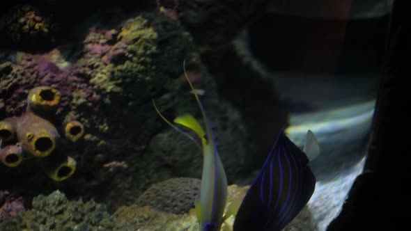 Big Group of the Jack Fish  Reflection Against the Surface in Beautiful Blue Water alt