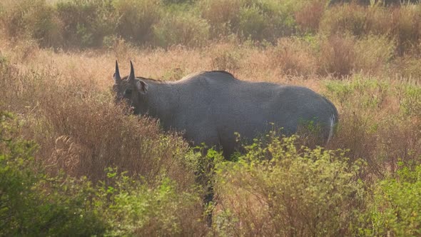 Adult Blue Bull or Nilgai Is an Asian Antelope Walking in the Forest. Two Baby Blue Bulls Graze alt