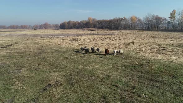 Sheep are Walking in the Field on a Sunny Day Livestock Farm Animals alt