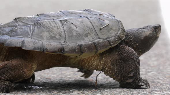 snapping turtle slow motion walks across paved road 4k alt