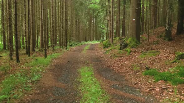 Forest Road. The path between the trees leads to the forest. alt