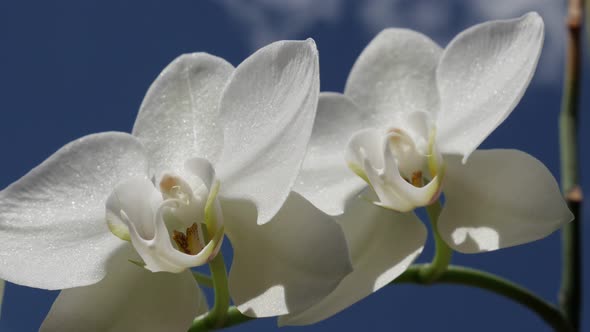 Beautiful Moth orchid plant outdoor 4K 2160p 30fps UltraHD footage - Close-up of white Phalaenopsis  alt
