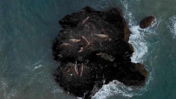 Seals sitting on rock in the ocean near Malibu as drone flies up