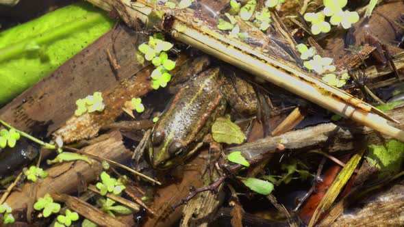 Toad In The River Shore alt