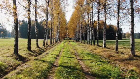 Smooth Forward Movement Along a Rural Road Along a Birch Alley in Autumn alt