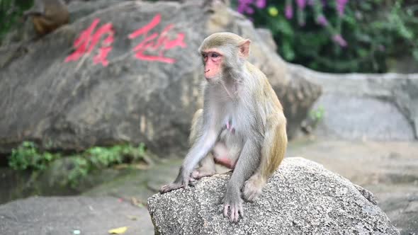 Adult Red Face Monkey Rhesus Macaque in Tropical Nature Park of Hainan China