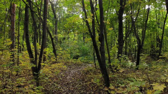 Beautiful Trail in the Autumn Forest or Park alt