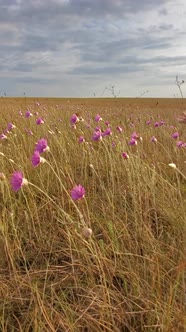 Lilac Wildflowers in Wild Steppe Plains Fields