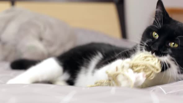 A Beautiful Black and White Cat Plays with a Ball of Thread on the Bed