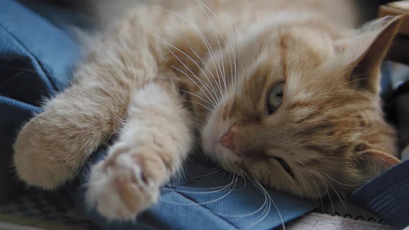 Cute Ginger Cat Dozing on Dark Blue Fabric. Close Up Slow Motion Footage of Fluffy Pet. alt