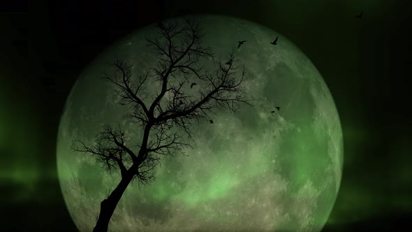 Silhouette Of Birds And Lone Tree With Northern Lights