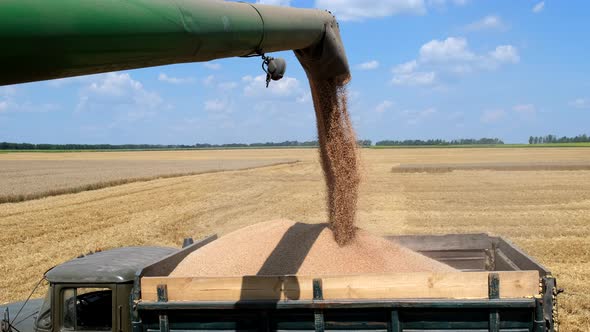 Grain harvester working in agriculture environment loading wheat grains in truck. Slow motion.
