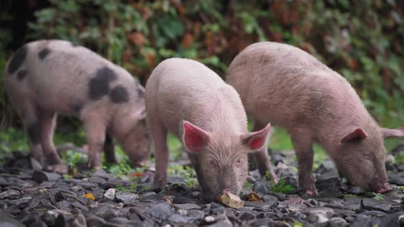 Three piglets eating from the ground alt