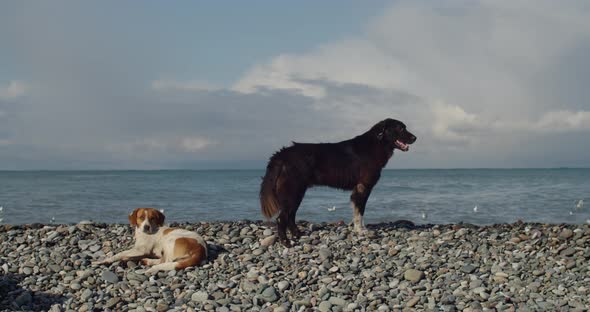 Dogs on the Seashore Bask in the Sun