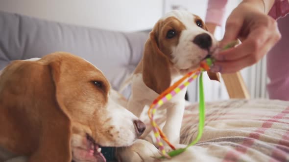 Close Up Footage in Slowmotion Playing with Toys Lying on Sofa in Light Room in Slowmotion alt