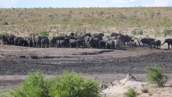 A new herd of African Bush elephants arriving at an already busy waterhole alt