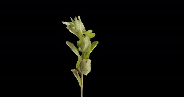 Mint Leaves Rotate Alpha Channel alt