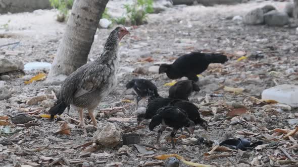 Thin African Hen and Chickens Graze in Filthy Yard alt