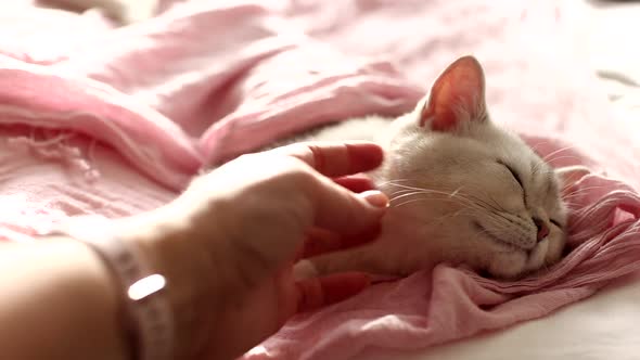 A Female Hand Strokes the Neck and Head of a Sleeping Beautiful White Kitten on a Pink Bed