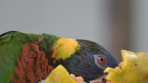 Macro Portrait of a Colorful Rainbow Lorikeet Eating Fruit (Trichoglossus Moluccanus) alt
