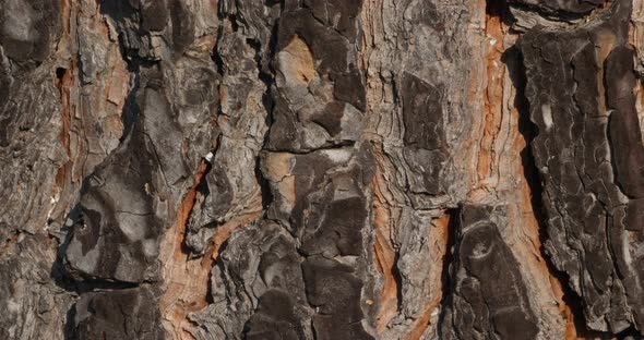 details of bark of pin tree. alt