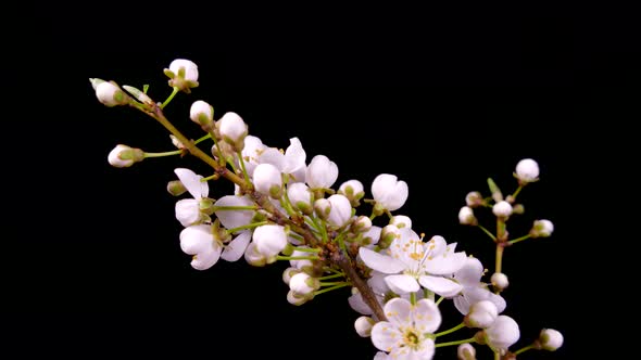 A Branch of a Fruit Tree Blooms