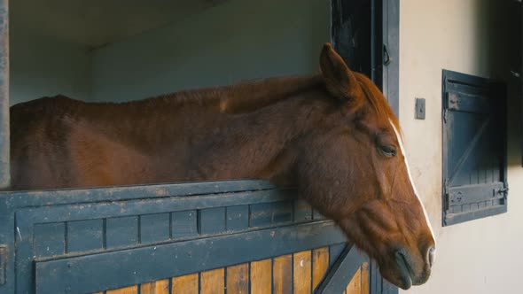 Brown Horse Horses is Looking From the Windows