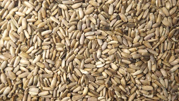 Milk Thistle Seeds as Background Texture alt
