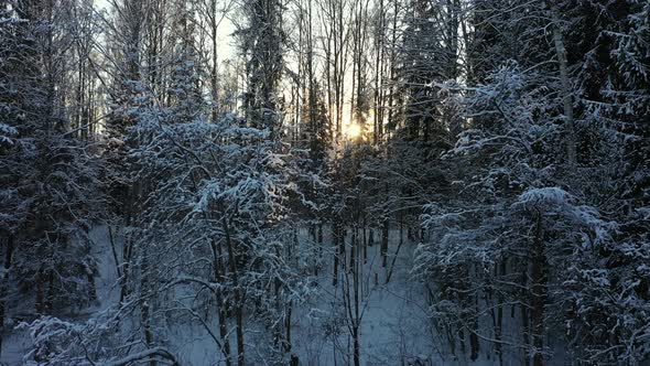 Winter Forest