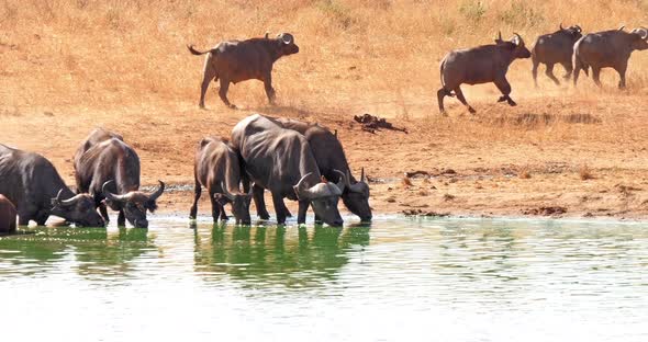African Buffalo, syncerus caffer, Herd drinking at Water Hole, Running, Tsavo Park in Kenya alt