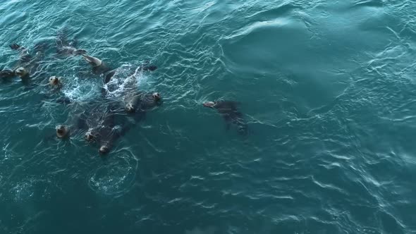Wild Seal Animal Colony Many Sea Lion Herd Swimming in Ocean Water alt