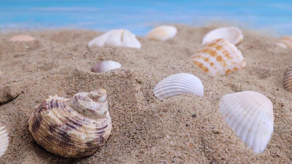 Seashells on the Sand on a Blue Background