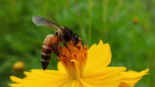 Macro view of yellow flower with honey bee taking food, Tiny honey bee in detail on yellow flower