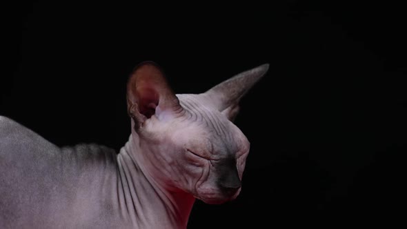 An Adult Cat of the Canadian Sphynx Breed Falls Asleep on the Go From Fatigue alt