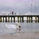 Swan In The Sea - VideoHive Item for Sale