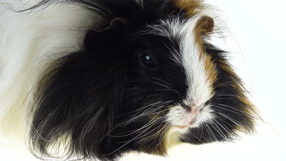 Fluffy Sheltie Guinea Pig Eating Isolated on a White Background in Studio alt