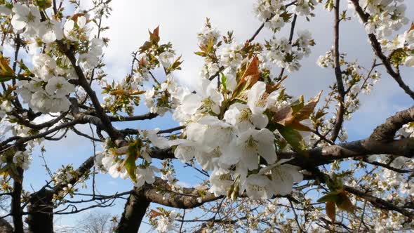 Blooming Apple Tree in Spring