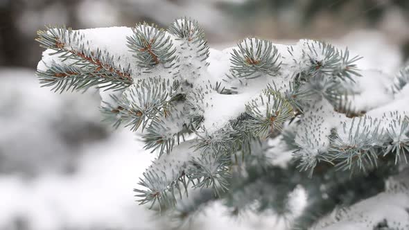 Fir Tree In Winter