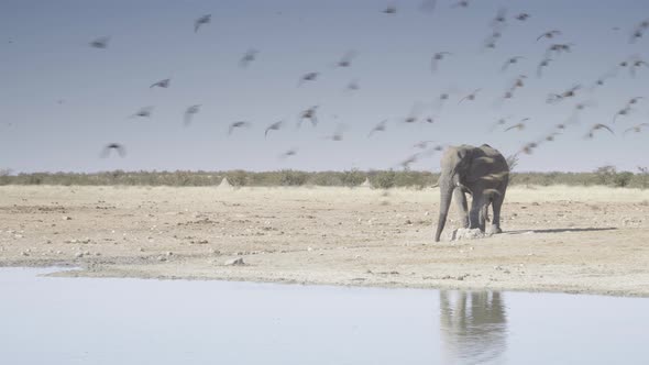 Elephant and Birds