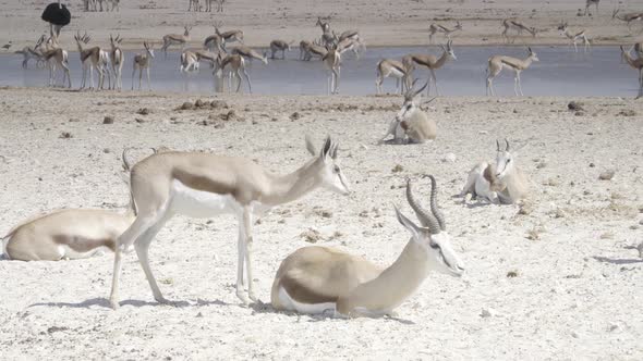 Springbok Gathering at Etosha