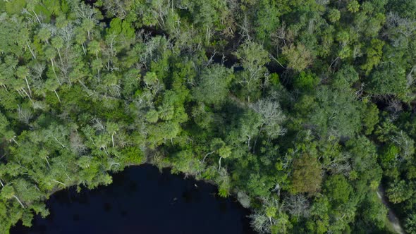 Top Down Backwards Aerial Pan of River Flowing Through Dense Green Forest Trees alt