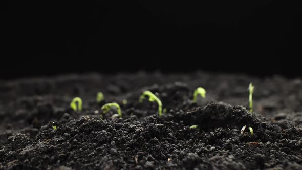 Plant Growing in Timelapse, Sprouts Germination Spring and Summer Agriculture alt