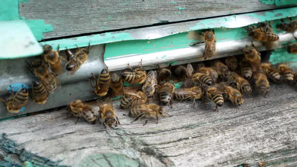 Bees on the Hive Tray