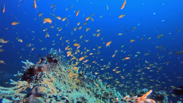 Marine Life Seascape Lionfish alt