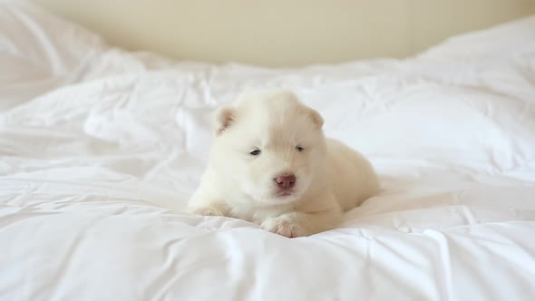 siberian husky bed