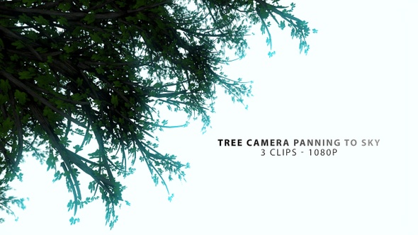 Tree Peaceful Camera Panning To Sky