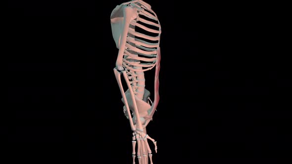 Rectus Abdominis  Muscles Full Roration Loop alt