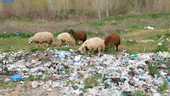 Sheeps Eating Garbage alt